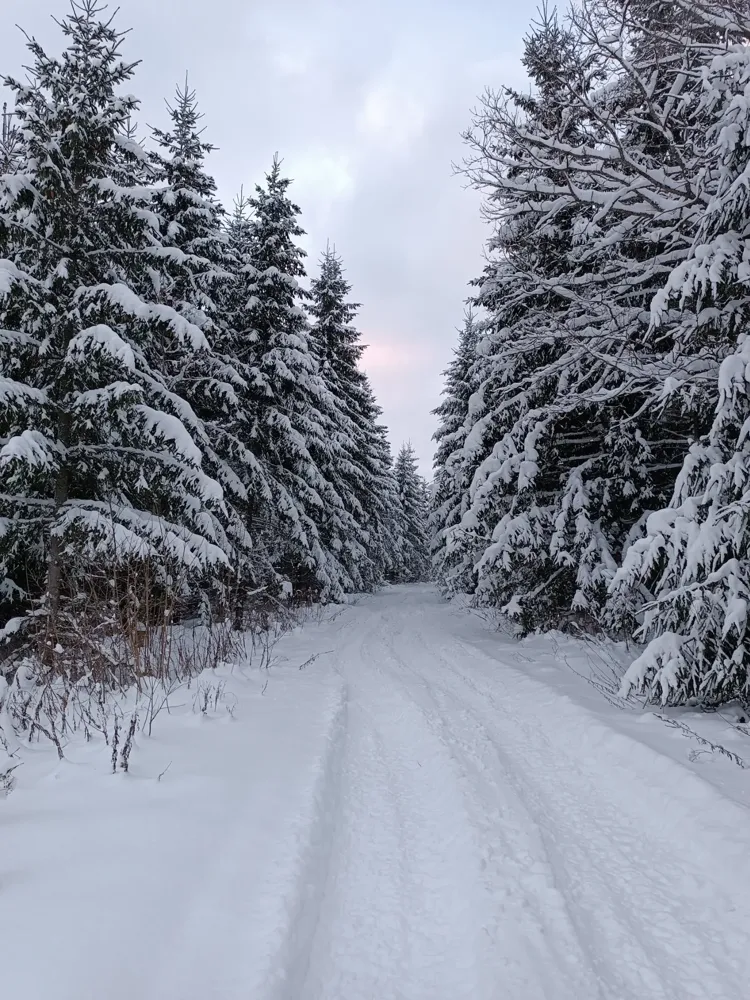 The quiet winter road