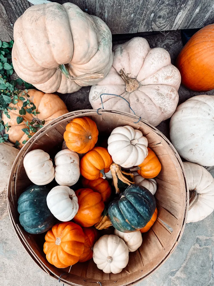 The pumpkin palette